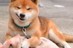Shiba-inu6_906657857576 Shiba-inu6_906657857576