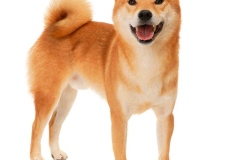 Shiba-inu7_906657857576 Shiba-inu7_906657857576