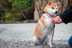 Shiba-inu9_906657857576 Shiba-inu9_906657857576