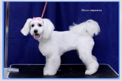 10sh_65749340398575685