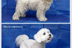 11sh_656484948576585