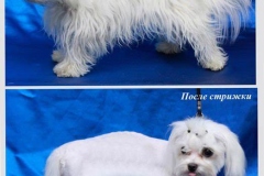 9sh_6564738387565495