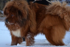 tibetskiy_mastif10_78564748657585