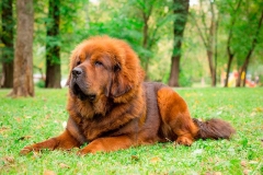 tibetskiy_mastif11_78564748657585