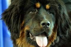 tibetskiy_mastif12_78564748657585