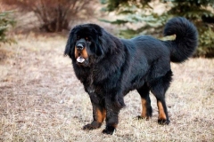 tibetskiy_mastif13_78564748657585