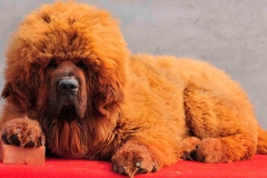 tibetskiy_mastif14_78564748657585