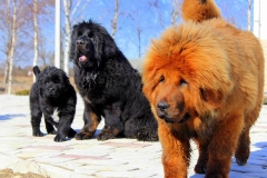 tibetskiy_mastif18_78564748657585