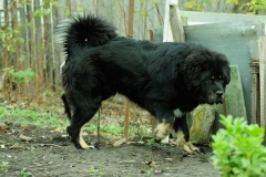 tibetskiy_mastif19_78564748657585