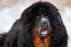 tibetskiy_mastif6_78564748657585
