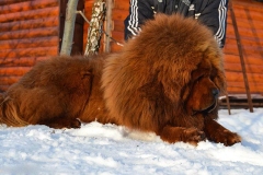 tibetskiy_mastif7_78564748657585