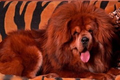 tibetskiy_mastif8_78564748657585