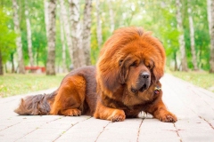 tibetskiy_mastif9_78564748657585