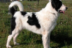 tornyak_10_1546477465665