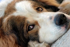 tornyak_11_1546477465665