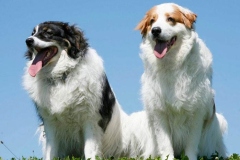 tornyak_12_1546477465665