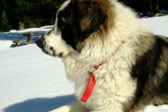 tornyak_5_1546477465665