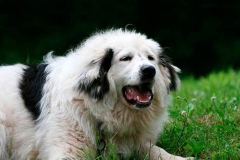 tornyak_6_1546477465665