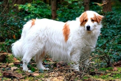 tornyak_8_1546477465665