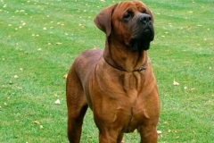 tosa_inu_10
