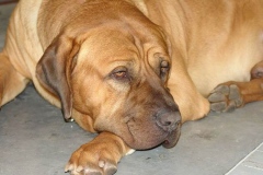 tosa_inu_11