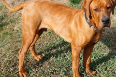 tosa_inu_17