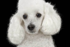 toypudel_10_6353374646
