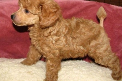 toypudel_13_6353374646