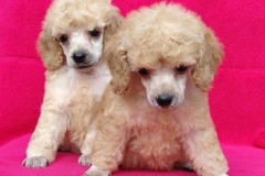 toypudel_15_6353374646