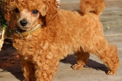 toypudel_6_6353374646