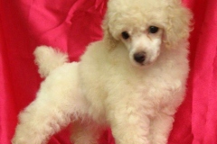 toypudel_8_6353374646