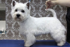 wait_terrier_005