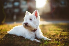 wait_terrier_006