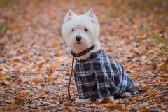 wait_terrier_007