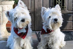 wait_terrier_008