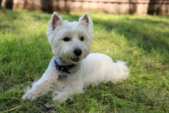 wait_terrier_009