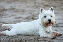 wait_terrier_010