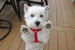 wait_terrier_011