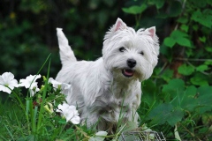 wait_terrier_012