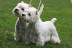 wait_terrier_013
