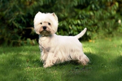 wait_terrier_015