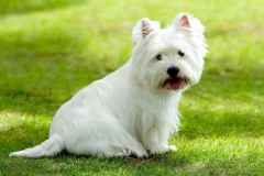 wait_terrier_016