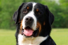 zenenhund_10_165758465