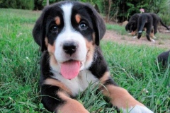 zenenhund_11_165758465