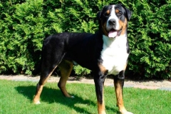 zenenhund_12_165758465