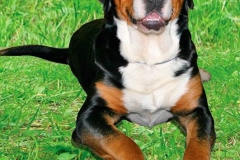 zenenhund_13_165758465