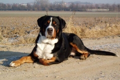 zenenhund_15_165758465