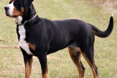 zenenhund_16_165758465
