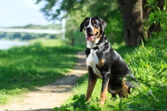 zenenhund_17_165758465