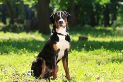 zenenhund_18_165758465